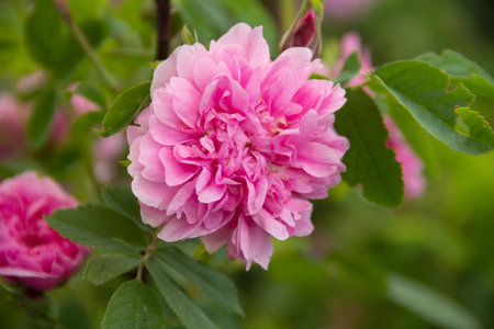 Branch of wild rose with delicate pink flowers. High quality photoの写真素材
