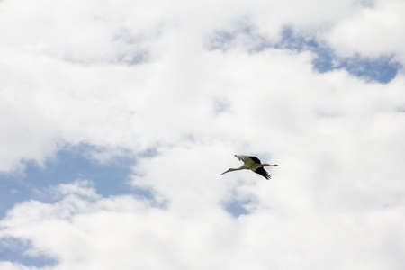 White stork flying in the blue sky with clouds. High quality photoの写真素材