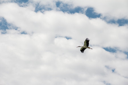 White stork flying in the blue sky with clouds. High quality photoの写真素材