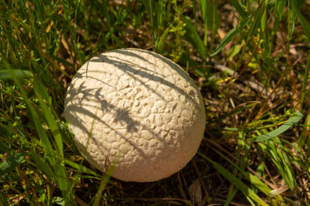 Mushroom puffball, lycoperdon in the grass on a summer sunny day. High quality photo