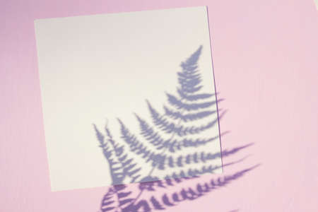 Blank paper card mockup on pink background with fern and meadow plants shadows. High quality photoの写真素材