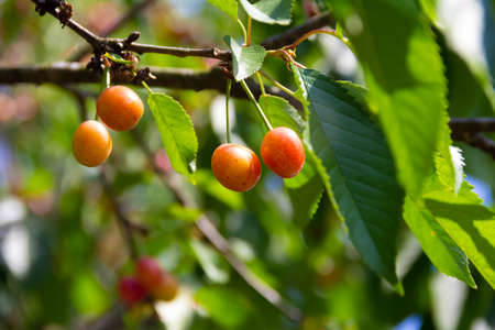 Branch with ripe sweet cherries and leaves . High quality photoの写真素材