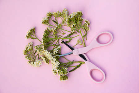 The concept of a yarrow flowers cut with scissors. Top view, bright and pastel pinks. High quality...