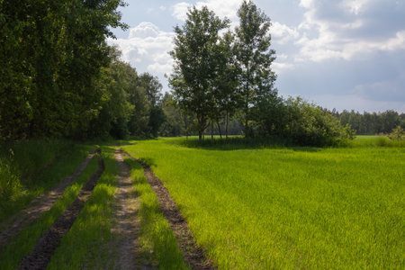 Summer sunny landscape with cumulus clouds, bright green field and forest . High quality photoの写真素材