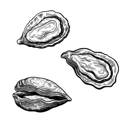 Set of oysters shells isolated on white background in vintage retro sketch engraving style. Sea food illustration. Vector illustrationのイラスト素材
