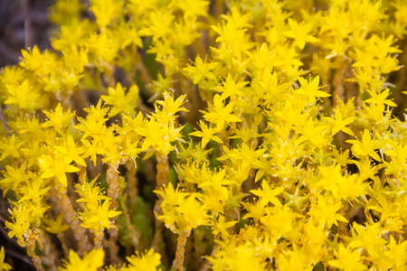 Texture with yellow flowers of sedum acre plant. Goldmoss stonecrop. Close up foto. High quality photoの写真素材