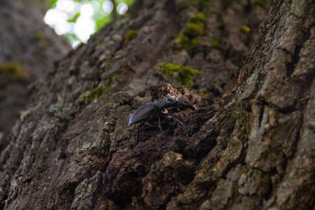 Stag beetle on bark of old oak. Close up foto. High quality photo