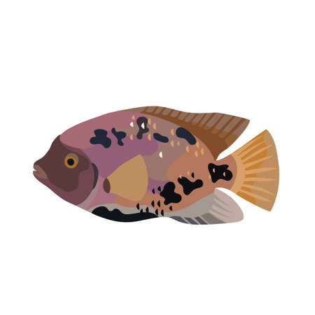 Cartoon illustrations of cichlid fish isolated on white background. Vector illustrationのイラスト素材