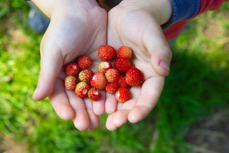 Child hands with ripe strawberries on blurred green sunny background. High quality photoの写真素材