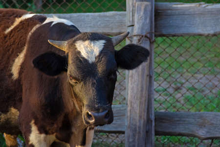 Young little black and white bull in farm looking in the camera. Close up. High quality photoの写真素材