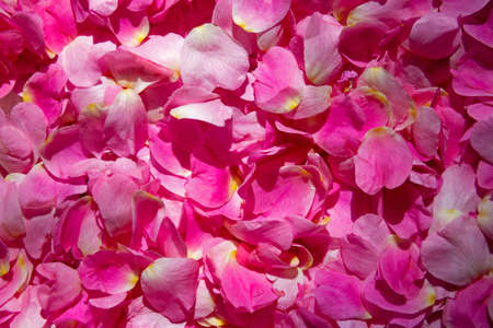 Pink purple organic texture with rose petals in light and shadow. High quality photo. Flat lay. Top view.の写真素材