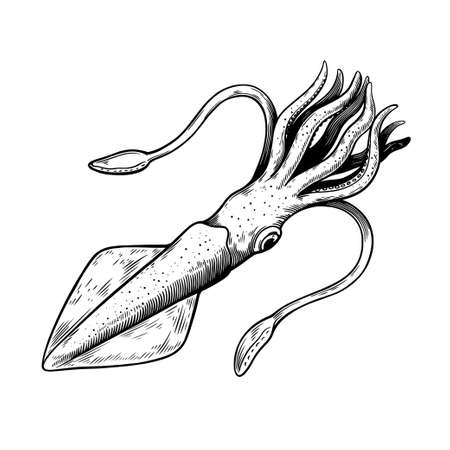 Sea squid isolated on white background in sketch black and white vintage engraving style. Vector illustrationのイラスト素材