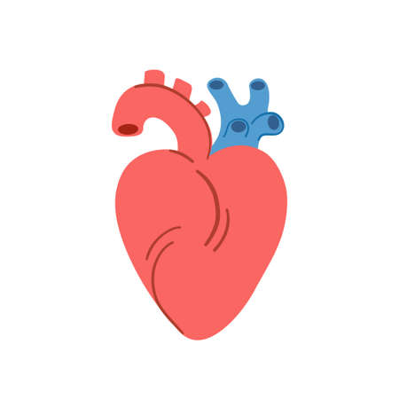 Simple colorful cartoon anatomical heart, isolated on white background. Hand drawn vector illustration. Vector illustrationのイラスト素材