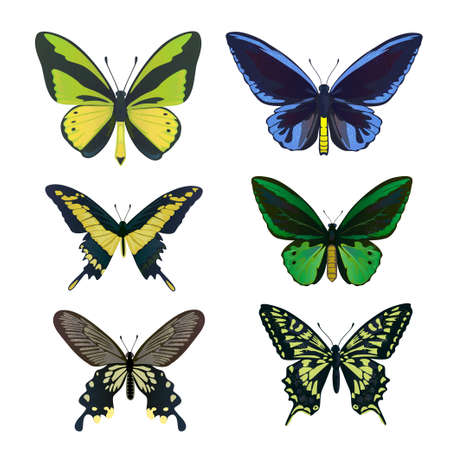 A set of colorful big tropical butterflies, swallowtail and birdwing, papilio and ornitoptera papilionidae. Vector illustrationのイラスト素材