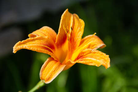 Floral background with beautiful vivid, bright orange daylily. High quality photoの写真素材