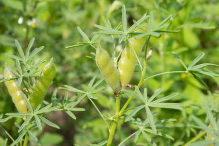 Agriculture of lupine, Lupinus angustifolius, with mature green pods. Close up. High quality photoの写真素材