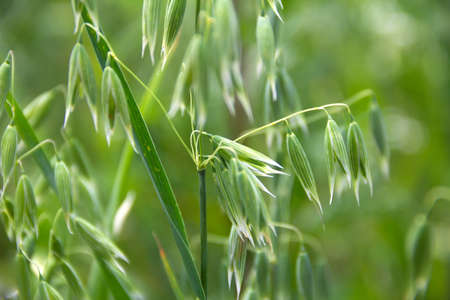 Close up of oats ears with green seeds and blurred background. High quality photoの写真素材