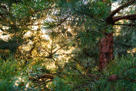 Sunrise summer golden light in forest with pine branches with blurred background. High quality photoの写真素材