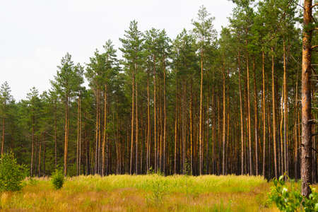 Beautiful summer landscape of pine forest in summer day. Young green tall trees. High quality photoの写真素材