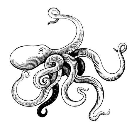Hand drawn octopus in woodcut engraving vintage style isolated on white background. Vector illustrationのイラスト素材