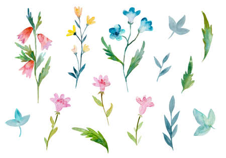 Set of delicate cute simple watercolor plants and flowers isolated on white background. High quality painting.の写真素材