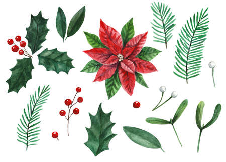 Big set of Christmas plants and berries, poinsettia, holly and mistletoe isolated on white background as clip art design elements. High quality paintingの写真素材