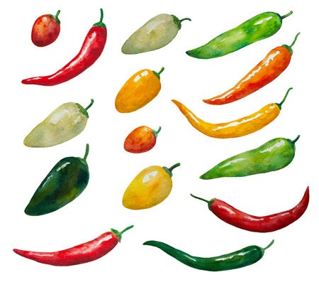 Big set of various colored hot chili peppers, red, green and yellow, isolated on white background. Watercolor illustration in realistic style. High quality painting.の写真素材