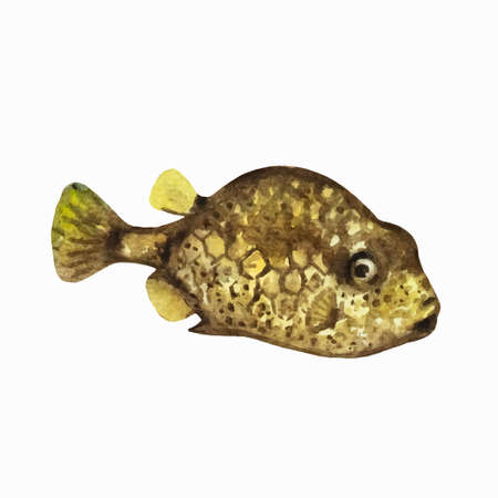 Boxfish isolated on white background. Clip art for design, menu and education material. Colorful...