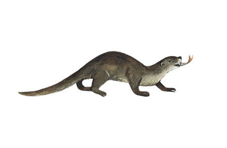 Cute hand drawn otter catching fish isolated on white background. High quality illustrationの写真素材