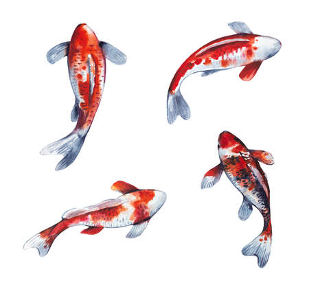 Watercolor set of realistic hand painted koi fish isolated on white background. High quality illustrationの写真素材