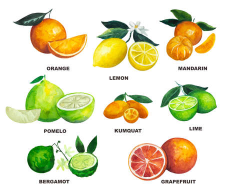 Set of main citrus fruits, isolated on white background. Watercolor illustration of lemon, pomelo, bergamot and other fruits. High quality paintingの写真素材