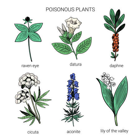 Set of colorful hand drawn poisonous plants. Illustration of toxic herbs in line art sketchy style. . Vector illustrationのイラスト素材