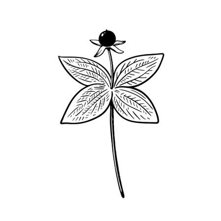 Poisonous plant Ravens eye, Paris quadrifolia, isolated on white background. Hand drawn vector illustration in vintage engraving style.のイラスト素材