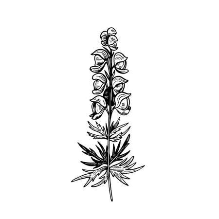 Poisonous plant Aconitum isolated on white background. Hand drawn vector illustration in vintage engraving style.のイラスト素材