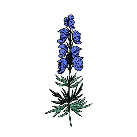 Poisonous plant Aconitum isolated on white background. Hand drawn vector illustration in vintage engraving style.のイラスト素材