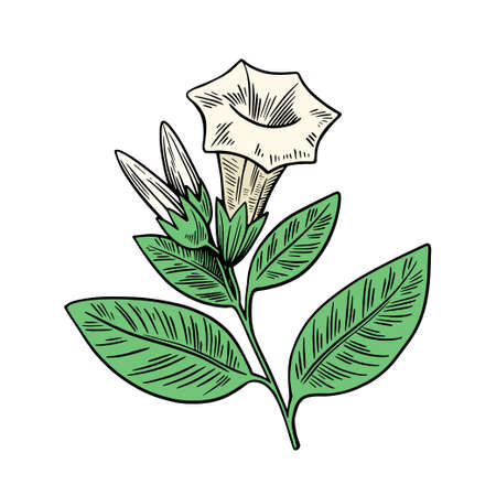 Poisonous plant Datura isolated on white background. Hand drawn colorful vector illustration in vintage engraving style.のイラスト素材