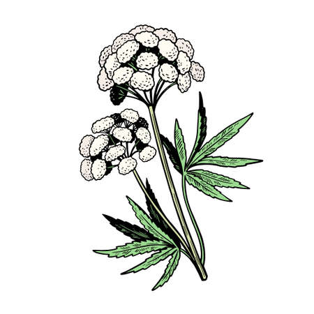 Poisonous plant Cicuta isolated on white background. Hand drawn vector illustration in vintage engraving style. Vector illustrationのイラスト素材