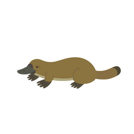 Cute cartoon platypus isolated on white background. Hand drawn vector illustrationのイラスト素材