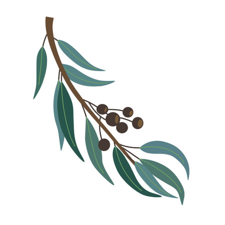 Vector stylized simple cartoon eucalyptus branch isolated on white background. Hand drawn illustrationのイラスト素材