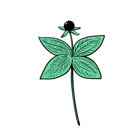 Poisonous plant Ravens eye, Paris quadrifolia, isolated on white background. Hand drawn vector illustration in vintage engraving style.のイラスト素材