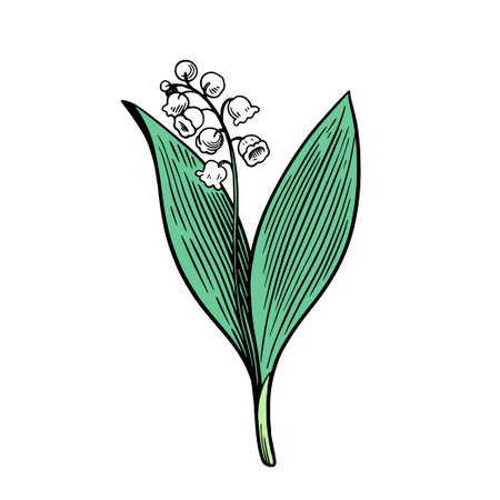 Lily of the valley isolated on white background. Hand drawn vector illustration in vintage engraving style.のイラスト素材