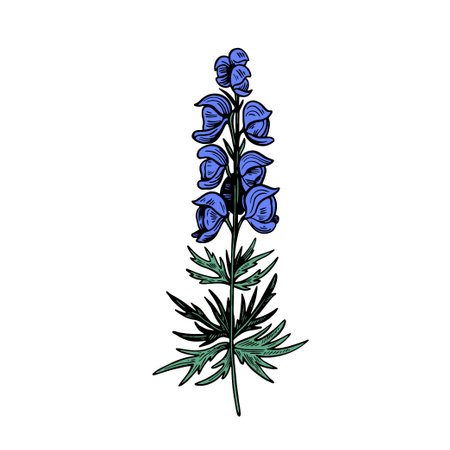 Poisonous plant Aconitum isolated on white background. Hand drawn vector illustration in vintage engraving style.のイラスト素材