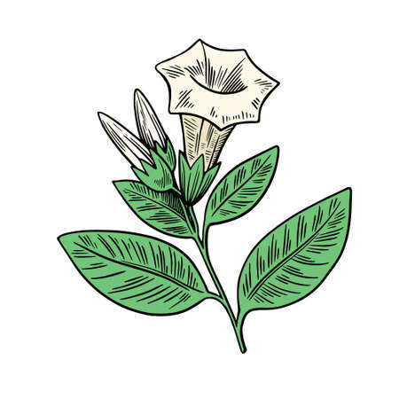 Poisonous plant Datura isolated on white background. Hand drawn colorful vector illustration in vintage engraving style.のイラスト素材