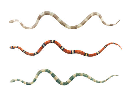 Watercolor set of snakes isolated on white background. Hand painted design elements.の写真素材