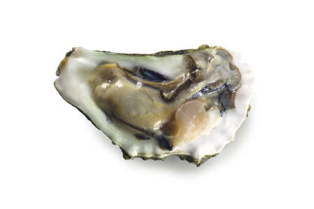 Opened oyster shell isolated on white background. Sea food foto. Element for design.の写真素材