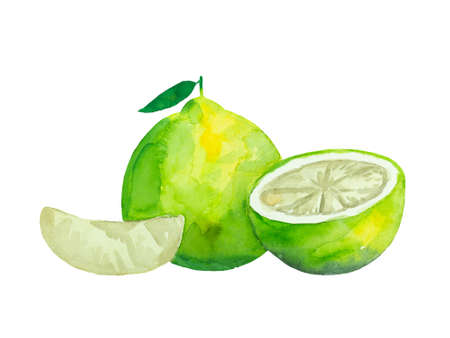 Ripe colorful vibrant pomelo fruit with leaves. Watercolor painted illustration isolated on white backgroundの写真素材