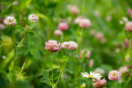 Blossom of clover or Trifolium pratense, close up. Purple meadow trefoil blooming in summer day. High quality photoの写真素材
