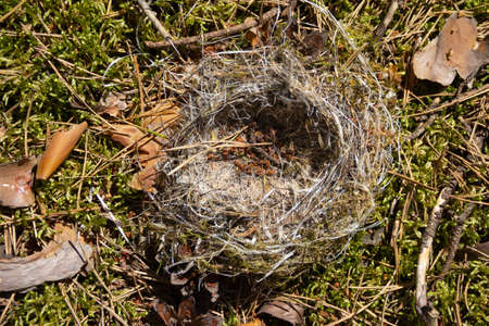 Abandoned empty nest falling and lying on moss forest ground. High quality photo