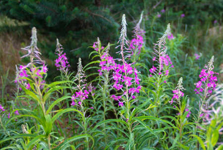 Blooming fireweed on dark key nature background. Plant for herbal tea and natural medicine. High quality photoの写真素材