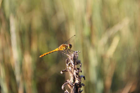 Beautiful yellow dragonfly sitting on dry stem of meadow plant. Close up of insect in sunny summer day. High quality photoの写真素材
